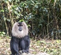 The lion tailed macaque